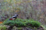 Een prachtige blik in de herfstnatuur