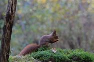 Een prachtige blik in de herfstnatuur