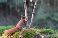 Een prachtige blik in de herfstnatuur