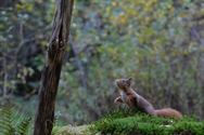 Een prachtige blik in de herfstnatuur