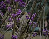 De vogels komen om eten bedelen