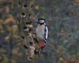 De vogels komen om eten bedelen