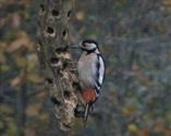 De vogels komen om eten bedelen