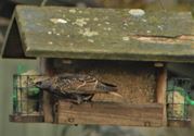 De vogels komen om eten bedelen