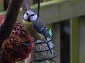 De vogels komen om eten bedelen