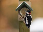 Vogels tonen  hun kleurrijkste kant