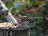 Vogels tonen  hun kleurrijkste kant