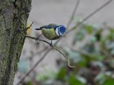 Vogels tonen  hun kleurrijkste kant