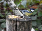 Vogels tonen  hun kleurrijkste kant