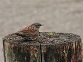 Vogels tonen  hun kleurrijkste kant