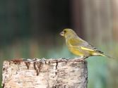 Vogels tonen  hun kleurrijkste kant