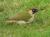 Vogels tonen  hun kleurrijkste kant