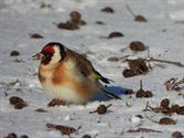 Vogels tonen  hun kleurrijkste kant