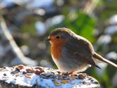 Vogels tonen  hun kleurrijkste kant