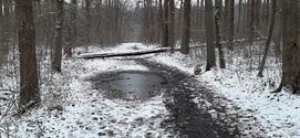 Winter in Everselbos en op Kayenberg