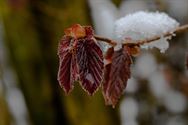 Zou dit nu de laatste winterprik geweest zijn?