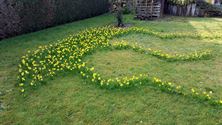 Narcissen houden stand in alle weer
