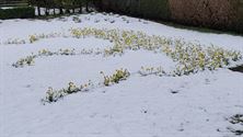 Narcissen houden stand in alle weer