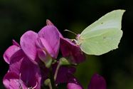 Zomer in de natuur