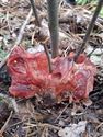 De paddenstoelen staan er weer (1)