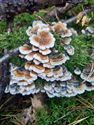 De paddenstoelen staan er weer (1)