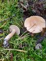 De paddenstoelen staan er weer (1)