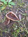 De paddenstoelen staan er weer (1)