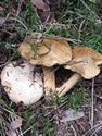 De paddenstoelen staan er weer (1)