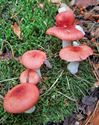 De paddenstoelen staan er weer (2)
