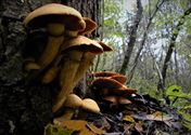 De paddenstoelen staan er weer (5)