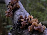 De paddenstoelen staan er weer (6)