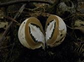 De paddenstoelen staan er weer (8)