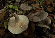 De paddenstoelen staan er weer (8)