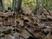 De paddenstoelen staan er weer (9)