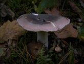 De paddenstoelen staan er weer (10)