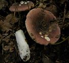 De paddenstoelen staan er weer (10)