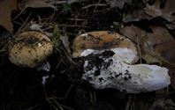De paddenstoelen staan er weer (10)