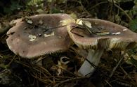 De paddenstoelen staan er weer (10)