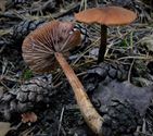 De paddenstoelen staan er weer (11)