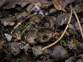 De paddenstoelen staan er weer (11)