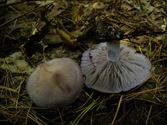 De paddenstoelen staan er weer (11)