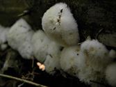 De paddenstoelen staan er weer (12)