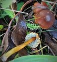 De paddenstoelen staan er weer (13)