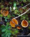 De paddenstoelen staan er weer (14)