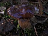 De paddenstoelen staan er weer (15)