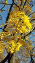 Genieten van herfstkleuren en -geuren