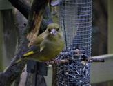 Vogels op bezoek in de tuin