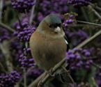 Vogels op bezoek in de tuin