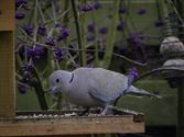 Vogels op bezoek in de tuin