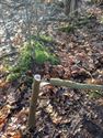 Boompjes omgezaagd in Ubberselbos